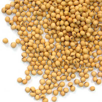 Soy Beans